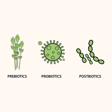 Prebiotics, probiotics, and postbiotics vector illustration.