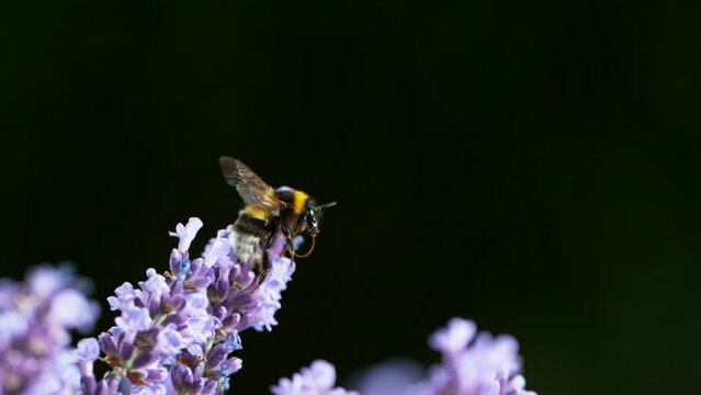 Close up of bumble-bee flying and collecting nectar pollen around garden lavender flowers. Super slow motion filmed at 1000 fps.