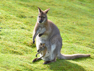 Red-necked wallaby or wallaby of Bennett (Macropus rufogriseus) and its joey in the pocket - obrazy, fototapety, plakaty