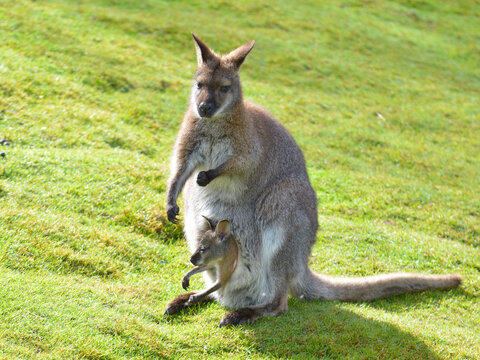 Red-necked wallaby or wallaby of Bennett (Macropus rufogriseus) and its joey in the pocket