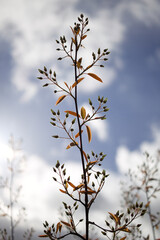 new shoots of tree and sky