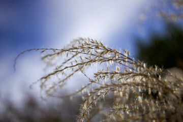 dried grass seed head