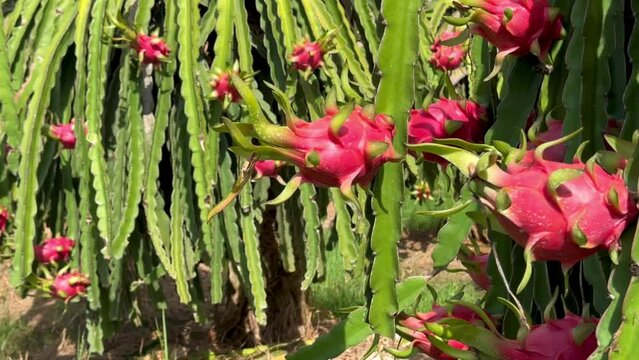 dragon fruit on the dragon fruit pitaya tree, harvest in the agriculture farm at asian exotic tropical country, pitahaya organic cactus plantation in thailand or vietnam in the summer sunny day