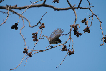 枝に止まって羽を広げたシジュウカラ