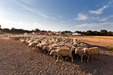 sheep herd grazing on the plateau