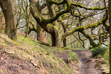 old oak tree