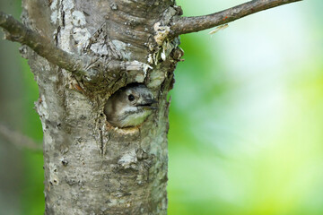 巣穴から顔を出しているコゲラ
