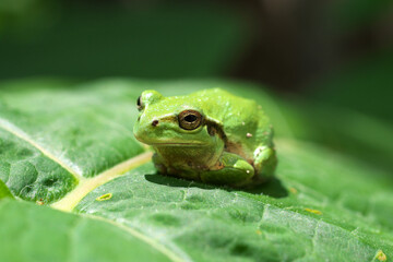 葉っぱに乗ったアマガエル