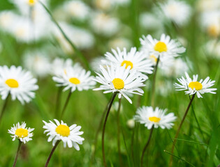 Daisy field, daisy blossom, gardening, wild white flowers white petals, grass with daisy background, nature, freshness
