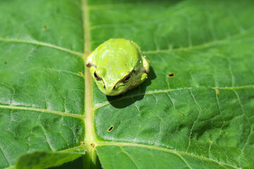葉っぱに乗ったアマガエル