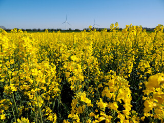 Yellow rapeseed flowers (Brassica napus) and wind turbines in the background 