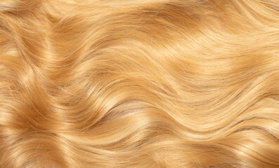 Blond hair close-up as a background. Women's long blonde hair. Beautifully styled wavy shiny curls....