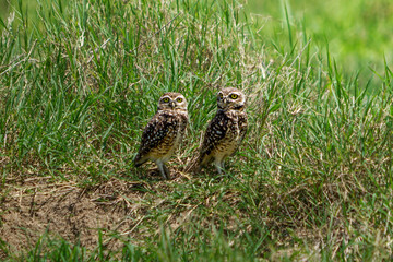 two owl are in the grass.  looking side and at me you