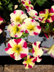 Background of yellow and red petunia flowers in garden