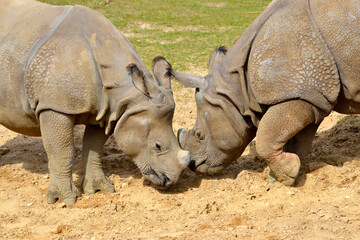 Closeup two Indian rhinoceros (Rhinoceros unicornis) seen from profile, muzzle against muzzle