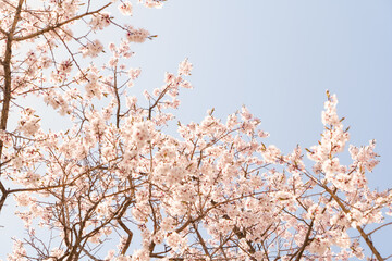 Blooming white trees