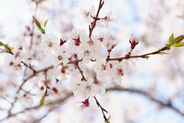 Blooming white trees