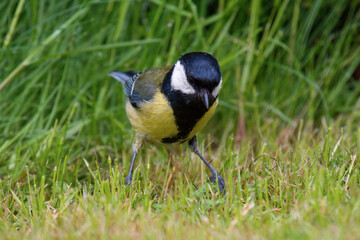 a great tit, parus major, is looking for food on the green lawn in the garden at a rainy spring day