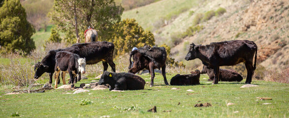 Cows graze on a pasture in the garden, lies resting in the shade. The concept of animal husbandry and organic food.