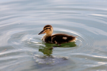common duck hatchling swimming in a pond