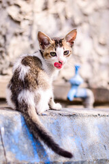 cute kitten in playful mode