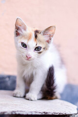 cute kitten in playful mode with curiosity