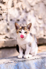 cute kitten in playful mode