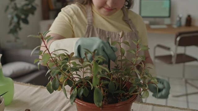Medium close-up shot of girl with Down syndrome in apron and gloves loosening soil in houseplant pot with metal fork in living room at home