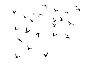 illustration of a flying bird