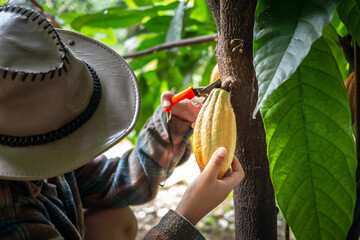 Cocoa farmer uses pruning shears to cut the cocoa pods or fruit ripe yellow cacao from the cacao...