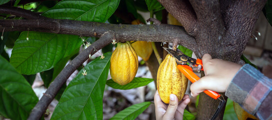 Cocoa farmer uses pruning shears to cut the cocoa pods or fruit ripe yellow cacao from the cacao...