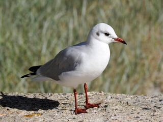 Closeup Black-headed Gull (Chroicocephalus ridibundus) on low wall in Somme Bay in France and seen from profile