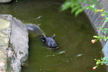 Swimming Malayan tapir, top view