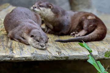 Sleepy Asian small-clawed otter
