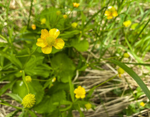 Buttercups in the forest in spring.