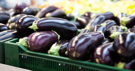 Fresh purple eggplant on market counter