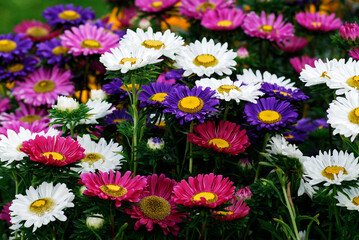 Flowerbed of colored daisies in a french garden