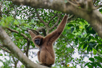 White Handed Gibbon Sad Looking