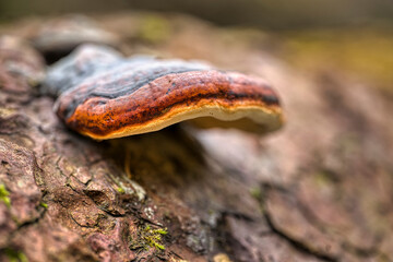 close up of a mushroom growing on a tree trunk