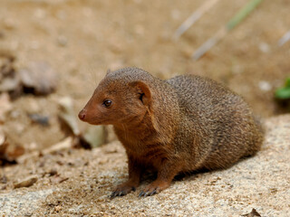 Closeup dwarf mongoose (Helogale parvula) on rock