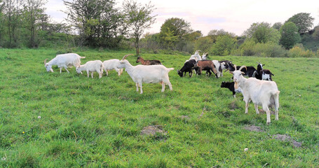 Fototapeta na wymiar Goats with kids grazing on a meadow in Denmark an evening in spring season