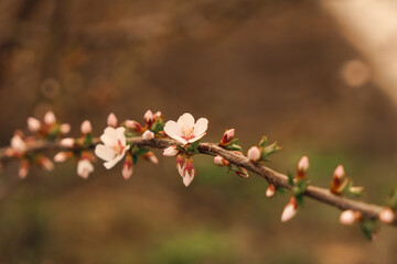Blooming white trees