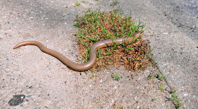 Beautiful shiny brown blindworm or slow worm enjoying the warm sun on the pavement in Denmark