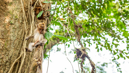 Monkeys in nature in the jungle of Thailand. A flock of monkeys in the trees. Wildlife scene with wild animals.