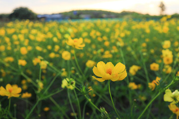 Many of beautiful yellow cosmos flowers in nature field.
