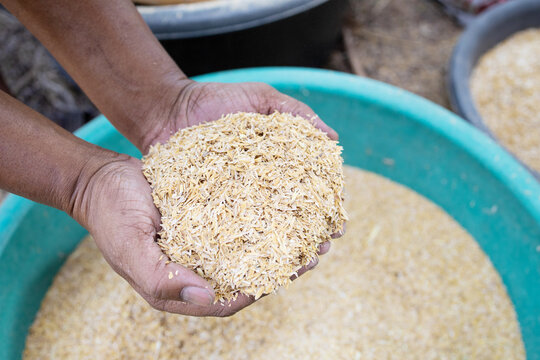 Hand holding raw yellow rice husk. Harvesting husk organic ingredient.