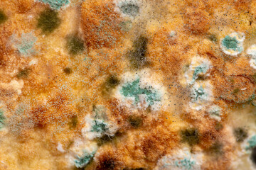 Mold on bread close-up macro. Mold on food. Fluffy mold spores as a background or texture. Mold...
