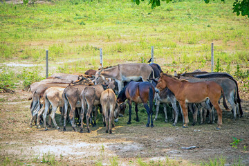 Naklejka na ściany i meble herd of donkeys, a herd of colorful stubborn donkeys in a countryside field near a tree