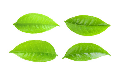 Fototapeta premium tea leaves on transparent png