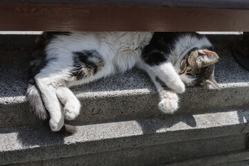 Stray homeless cat sleeps under bench, covering his muzzle with paws from sun. Sun bright light interferes with sleep